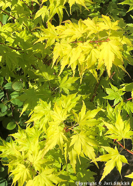 Acer palmatum 'Going Green', japaninvaahtera